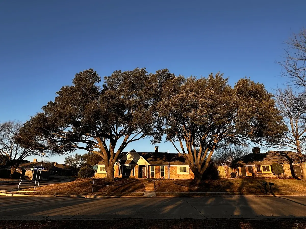 Established residential canopy tree shading a home in Tecate